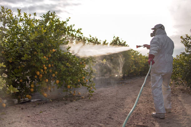 Wasp Removal Services in Troutman, NC